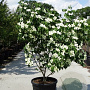 Cornus k. 'Milky Way' 150-175 cm cont. 70L meerstammig