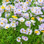 Erigeron speciosus GM P9