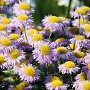 Erigeron speciosus GM P9