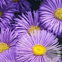 Erigeron 'Strahlenmeer' GM P9
