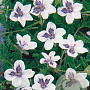 Erodium guttatum GM P9