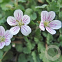 Erodium reichardii 'Album' GM P9