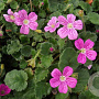 Erodium variabile 'Bishop's Form' GM P9