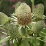 Eryngium agavifolium GM P9