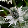 Eryngium giganteum GM P9