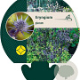Eryngium planum GM P9