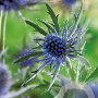 Eryngium planum GM P9