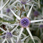 Eryngium variifolium GM P9