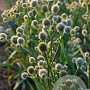 Eryngium yuccifolium GM P9
