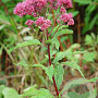 Eupatorium purpureum GM P9