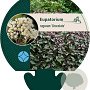 Eupatorium rugosum 'Chocolate' GM P9