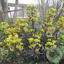 Euphorbia amygdaloides GM P9