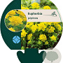 Euphorbia polychroma GM P9