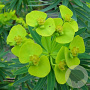 Euphorbia lathyris GM P9