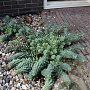 Euphorbia myrsinites GM P9
