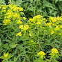 Euphorbia wallichii GM P9