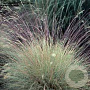 Festuca amethystina GM P9