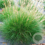 Festuca gautieri GM P9