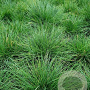 Festuca gautieri GM P9