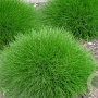 Festuca gautieri 'Pic Carlit' GM P9