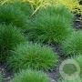 Festuca gautieri 'Pic Carlit' GM P9