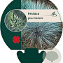 Festuca glauca 'Blaufuchs' GM P9