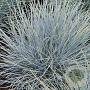 Festuca glauca 'Uchte' GM P9
