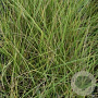 Festuca mairei GM P9