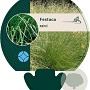 Festuca mairei GM P9