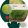 Festuca ovina GM P9