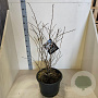 Prunus 'Mieke' 80-100 cm 20L meerstammig