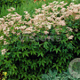 Filipendula purpurea 'Elegans' GM P9