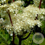 Filipendula ulmaria GM P9