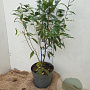 Prunus serrula 60-80 cm 7,5L