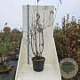 Prunus serrula 200-250 cm cont. 55L meerstammig
