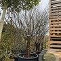 Prunus serrula 400-450 cm container meerstammig
