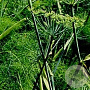 Foeniculum vulgare GM P9