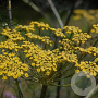Foeniculum vulgare 'Purpureum' GM P9