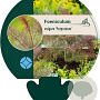 Foeniculum vulgare 'Purpureum' GM P9