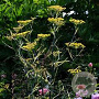 Foeniculum vulgare 'Purpureum' GM P9