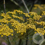 Foeniculum vulgare 'Purpureum' GM P9