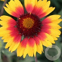 Gaillardia 'Bremen' GM P9