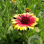 Gaillardia 'Kobold' GM P9