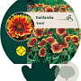 Gaillardia 'Kobold' GM P9