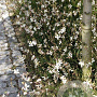 Gaura lindheimeri GM P9