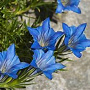 Gentiana sino-ornata GM P9