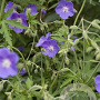 Geranium 'Brookside' GM P9