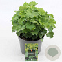 Alchemilla mollis GM 2,0L