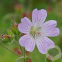 Geranium 'Chantilly' GM P9