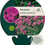 Geranium cinereum subcaulescens GM P9